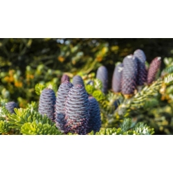 Nasiona Jodła koreańska szt.3 PWxx19