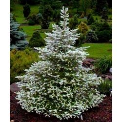 Nasiona Jodła koreańska szt.3 PWxx19