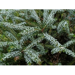 Nasiona Jodła koreańska szt.3 PWxx19