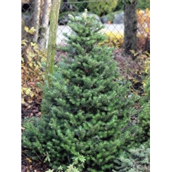 Nasiona Jodła koreańska szt.3 PWxx19