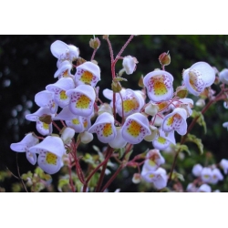 Nasiona Fioletowy pantofelek Jovellana violacea szt.3 PWxx127