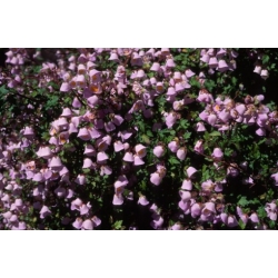 Nasiona Fioletowy pantofelek Jovellana violacea szt.3 PWxx127