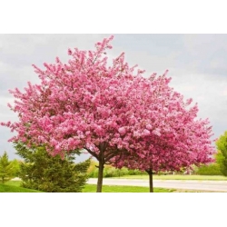 Nasiona Judaszowiec chiński szt.3 PWxx57