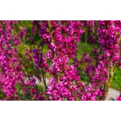 Nasiona Judaszowiec chiński szt.3 PWxx57