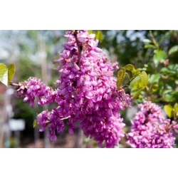 Nasiona Judaszowiec chiński szt.3 PWxx57