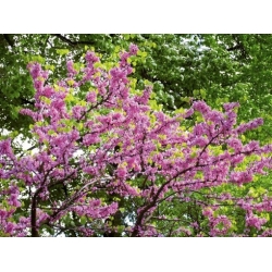 Nasiona Judaszowiec chiński szt.3 PWxx57