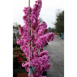 Nasiona Judaszowiec chiński szt.3 PWxx57