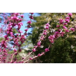 Nasiona Judaszowiec chiński szt.3 PWxx57