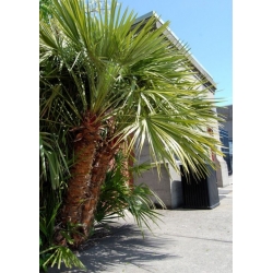 Nasiona Karłatka niska szt.3 PWxx59