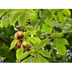 Nasiona Kasztanowiec pospolity Aesculus szt.3 PWxx118