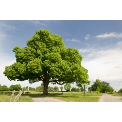 Nasiona Kasztanowiec pospolity Aesculus szt.3 PWxx118