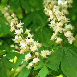 Nasiona Kasztanowiec pospolity Aesculus szt.3 PWxx118