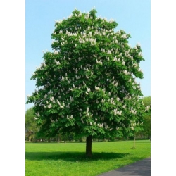 Nasiona Kasztanowiec pospolity Aesculus szt.3 PWxx118