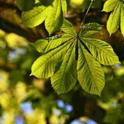 Nasiona Kasztanowiec pospolity Aesculus szt.3 PWxx118