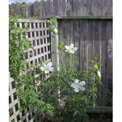 Nasiona Ketmia krwista biała Hibiscus szt.3 PWxx115