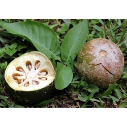 Nasiona Kleiszcze smakowite Aegle Marmelos szt.3 PWxx76