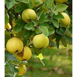 Nasiona Kleiszcze smakowite Aegle Marmelos szt.3 PWxx76