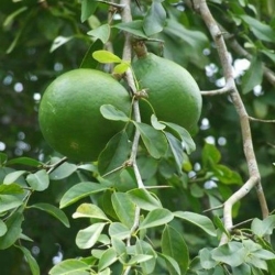 Nasiona Kleiszcze smakowite Aegle Marmelos szt.3 PWxx76