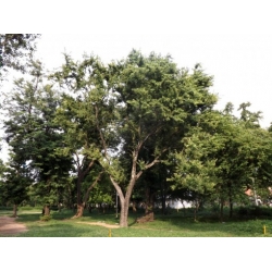 Nasiona Kleiszcze smakowite Aegle Marmelos szt.3 PWxx76