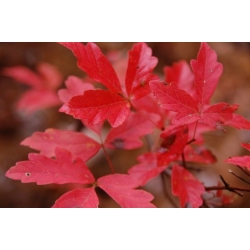 Nasiona Klon strzępiastokory szt.3 PWxx23