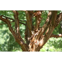 Nasiona Klon strzępiastokory szt.3 PWxx23