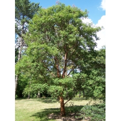 Nasiona Klon strzępiastokory szt.3 PWxx23