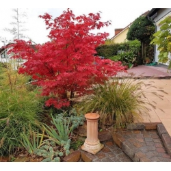 Nasiona Klon strzępiastokory szt.3 PWxx23