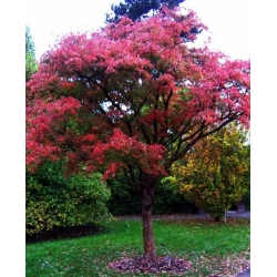 Nasiona Klon strzępiastokory szt.3 PWxx23