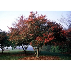 Nasiona Klon tatarski szt.3 PWxx24