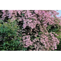 Nasiona Kolkwicja chińska kolkwitzia szt.3 PWxx130