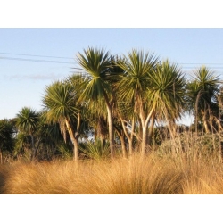 Nasiona Kordylina australijska szt.3 PWxx65