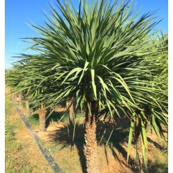 Nasiona Kordylina australijska szt.3 PWxx65
