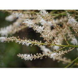 Nasiona Kordylina banksii szt.3 PWxx66