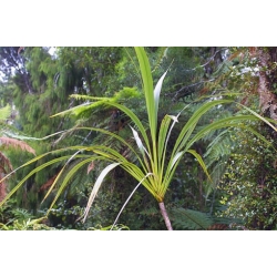 Nasiona Kordylina banksii szt.3 PWxx66