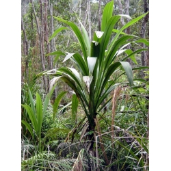 Nasiona Kordylina banksii szt.3 PWxx66