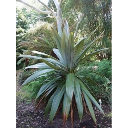 Nasiona Kordylina Indivisa szt.3 PWxx67