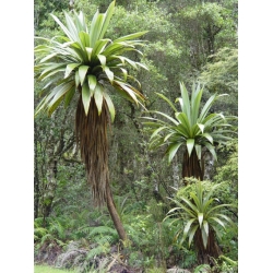 Nasiona Kordylina Indivisa szt.3 PWxx67