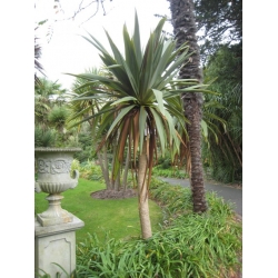 Nasiona Kordylina Indivisa szt.3 PWxx67