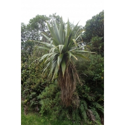 Nasiona Kordylina Indivisa szt.3 PWxx67