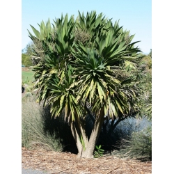 Nasiona Kordylina obtecta 