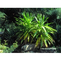 Nasiona Kordylina obtecta 