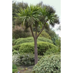 Nasiona Kordylina obtecta 