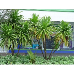 Nasiona Kordylina obtecta 