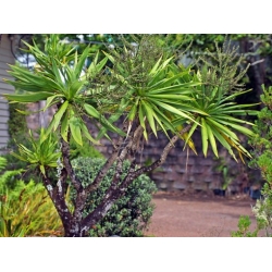 Nasiona Kordylina obtecta 