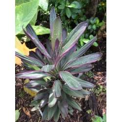 Nasiona Kordylina sellowiana szt.3 PWxx69