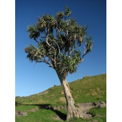 Nasiona Kordylina sellowiana szt.3 PWxx69