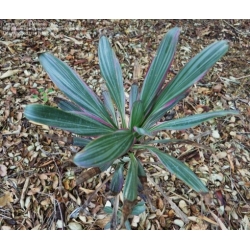 Nasiona Kordylina sellowiana szt.3 PWxx69