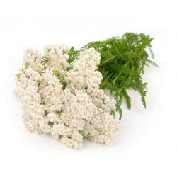 Nasiona Krwawnik pospolity szt.3 PWxx5