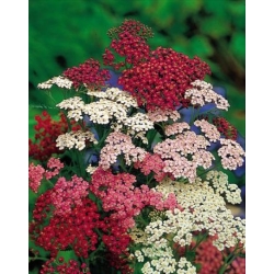 Nasiona Krwawnik pospolity szt.3 PWxx5