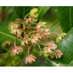 Nasiona Krzew chmielowy Dodonaea szt.3 PWxx96